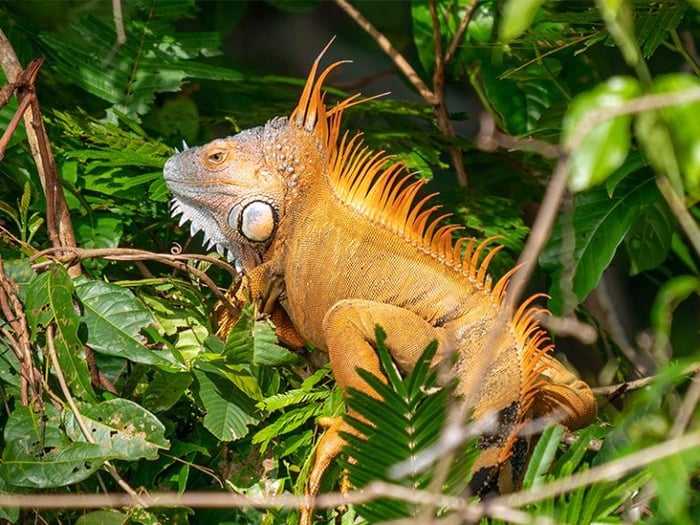 Land Iguana of the Galapagos Islands