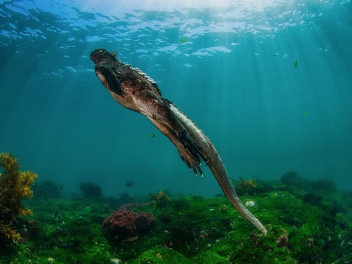 Marine Iguanas