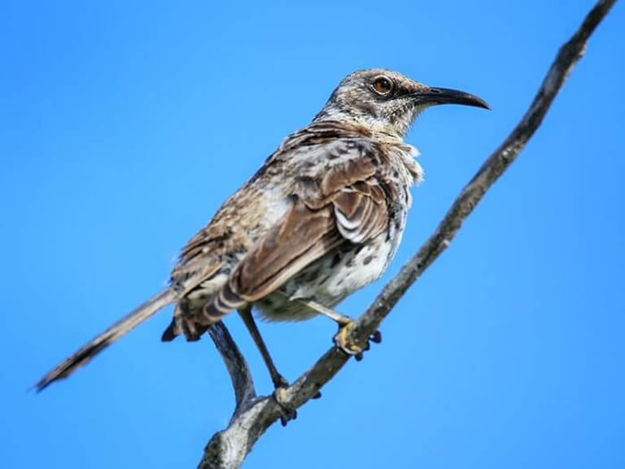 Curious Galápagos mockingbirds