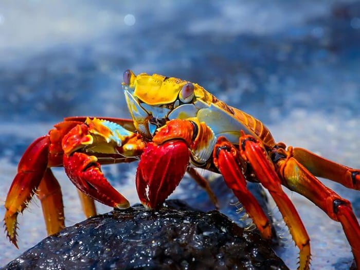 Sally Lightfoot crabs
