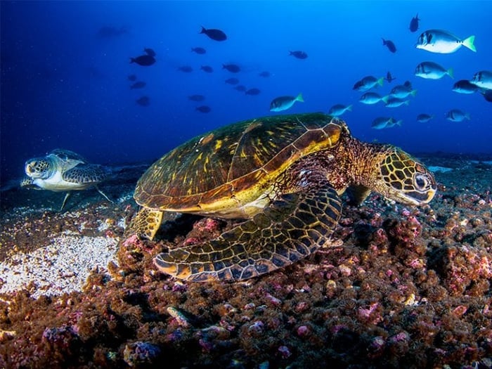 Green sea turtles while snorkelling