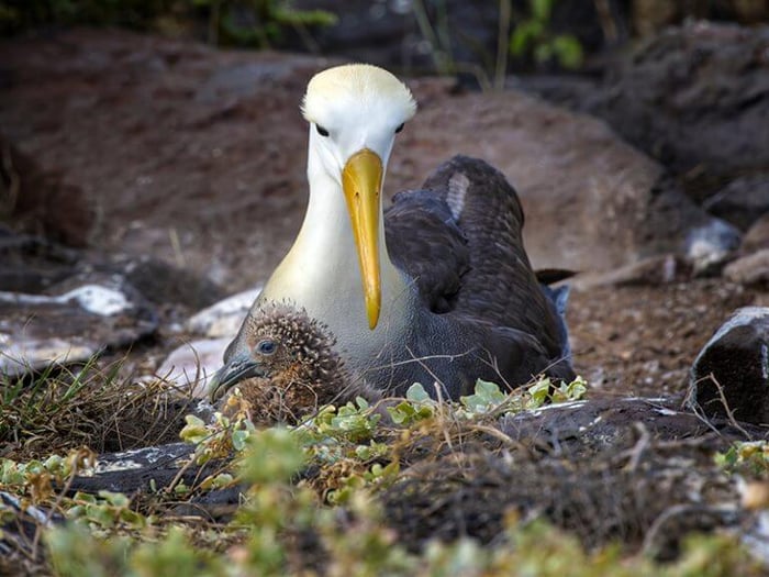Waved albatross on Española