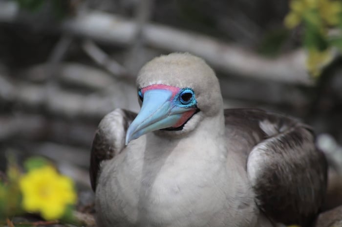 Blue footed booby