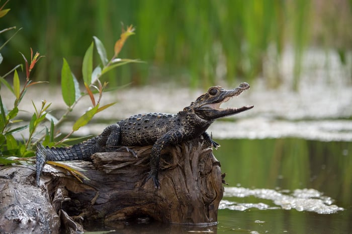 Caimans