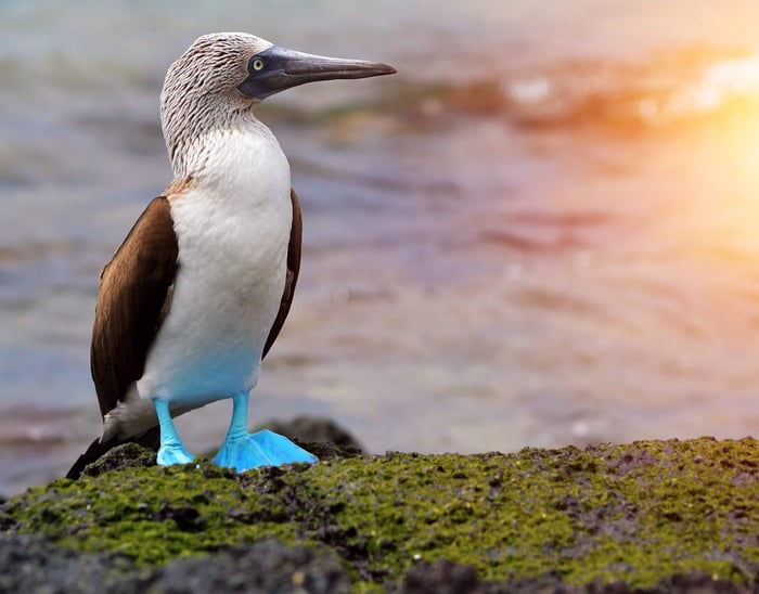 Blue footed booby