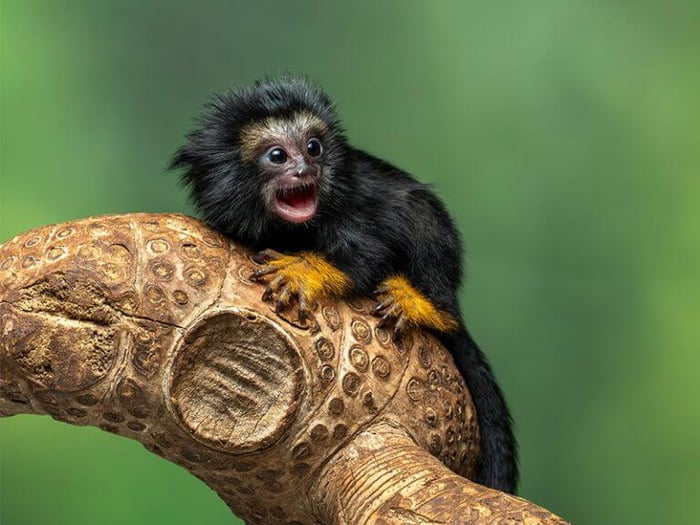 Golden-handed tamarin, native to wooded areas in Brazil, the Guianas & Suriname
