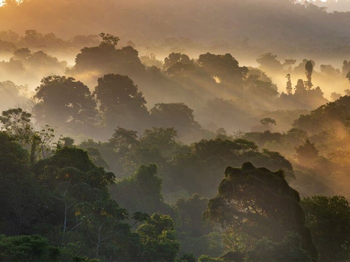 Golden hour over the forest