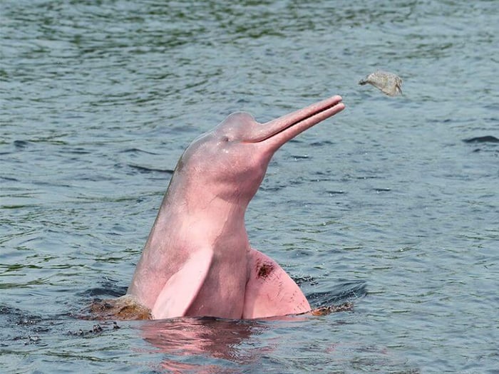 Pink dolphin catching food