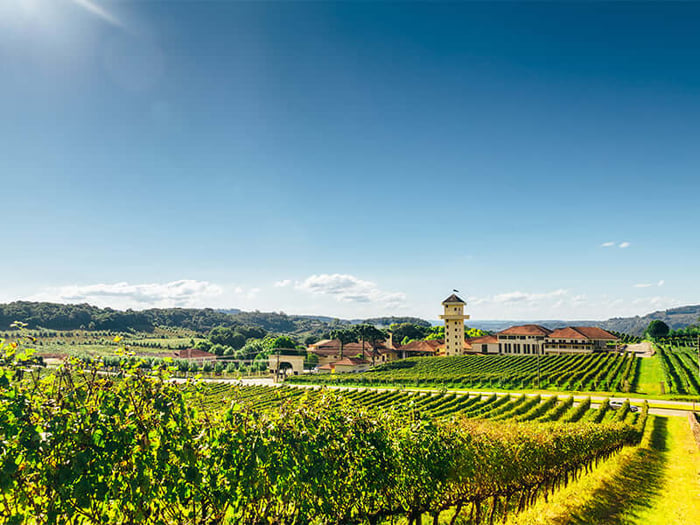 Explore Brazilian Wine in Bahia