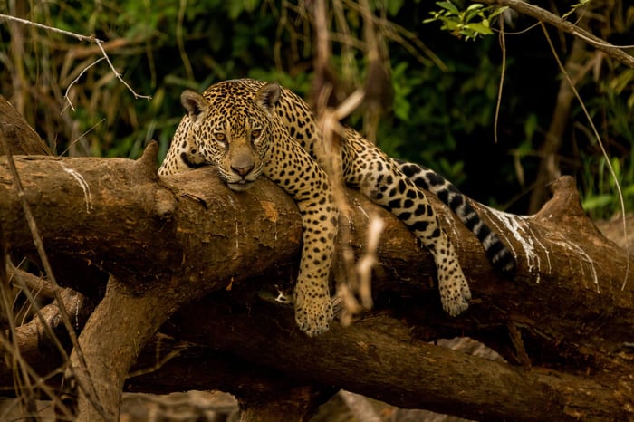 Jaguars