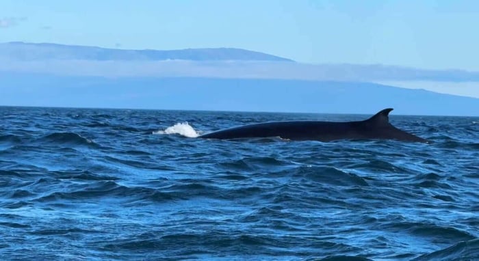 Bryde Whale at sea in the Galapagos Islands