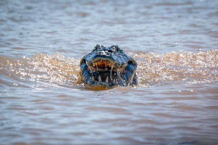 Wildlife in the Pantanal