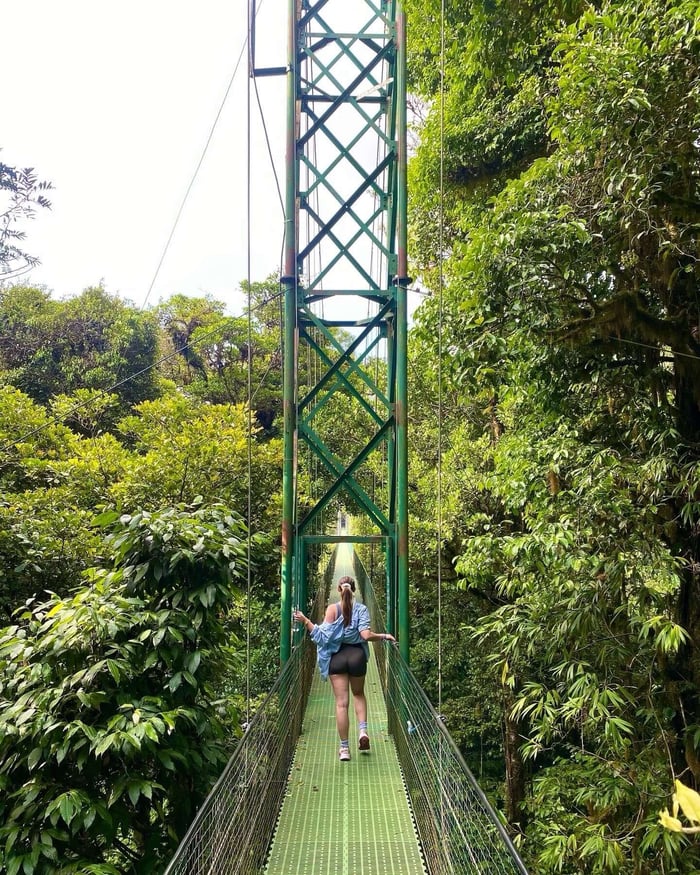 Canopy walkways in the Cloudforest