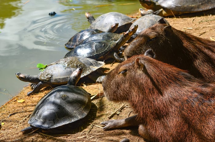 Capybaras and turtles along the waters edge