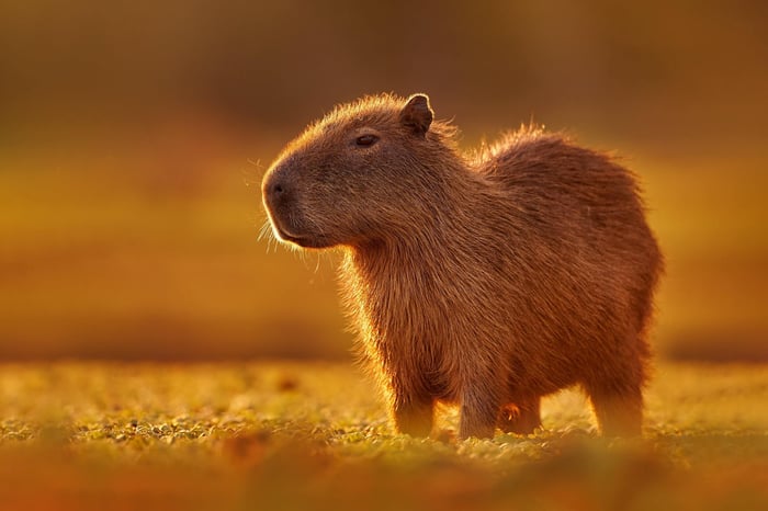 Capybara, Hydrochoerus hydrochaeris, Biggest mouse near the water with evening light during sunset, Pantanal, Brazil.