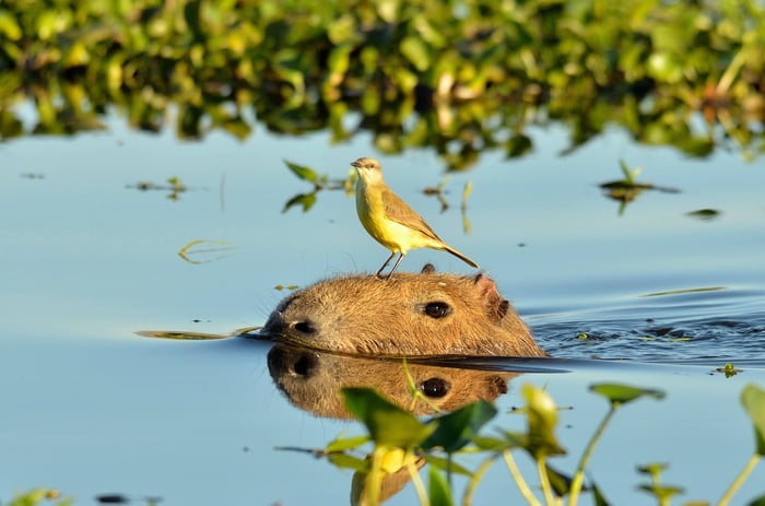 A Capybara in the Ibera Wetlands
