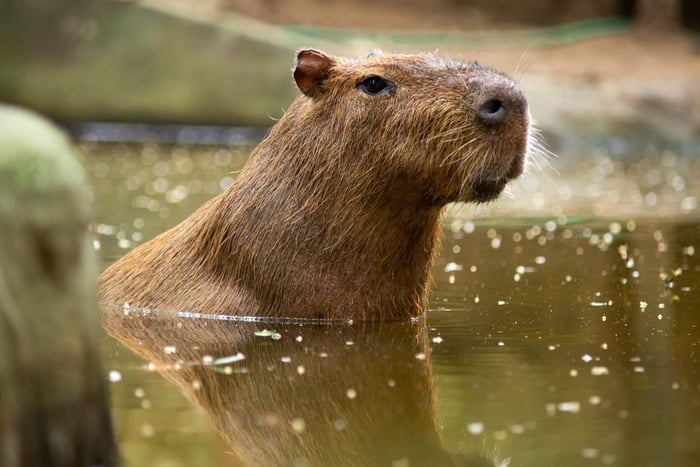 Capybara in its Natural Habitat - Wildlife Holidays in Brazil