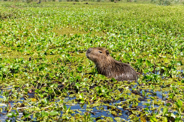 Capybara in the marshes of the Ibera Wetlands