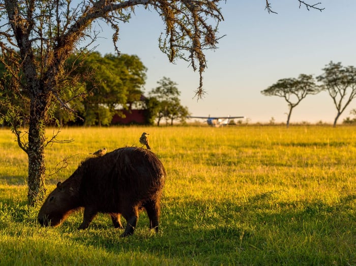 Capybara in the grasslands