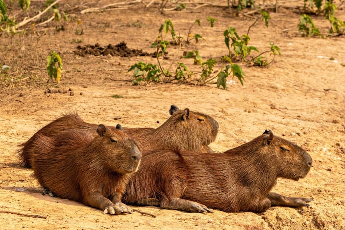 Capybaras