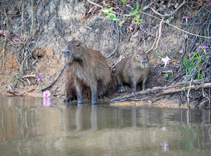 Wildlife in the Pantanal
