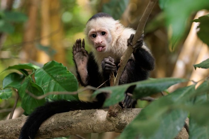 A cheeky capuchin monkey in Corcovado National Park
