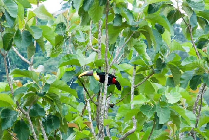 Chestnut-Mandibled Toucan, Escaleras, Puntarenas Province, Costa Rica