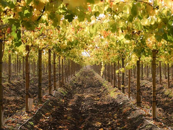 Chile Wine Tours