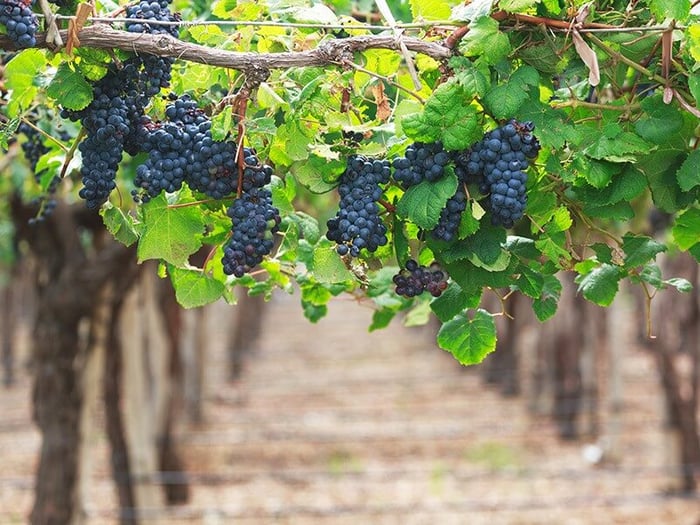 A Food and Wine Lover’s Guide to Latin America