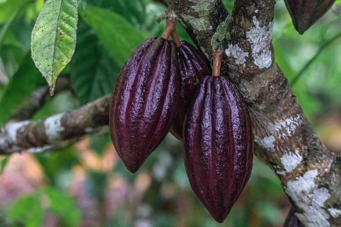 Cocoa plant cacao in San Jose Belize farm