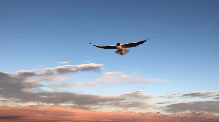 Condor soaring over the Atacama Desert