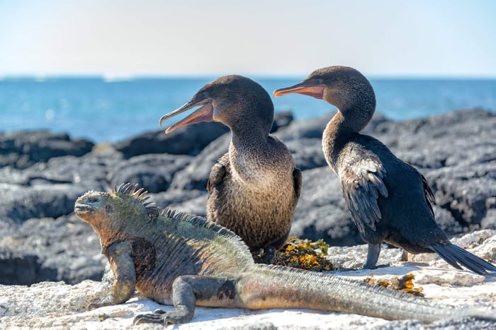 cormorants and a marine iguana on Fernandina Island in the Galapagos Islands
