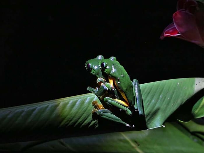 Two tree frogs during a night walk
