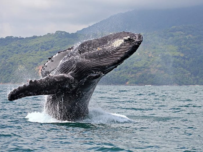 Humpback breaches the water in Golfo Dulce