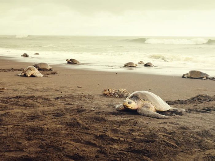 Turtles coming ashore for laying eggsTurtles coming ashore for laying eggs