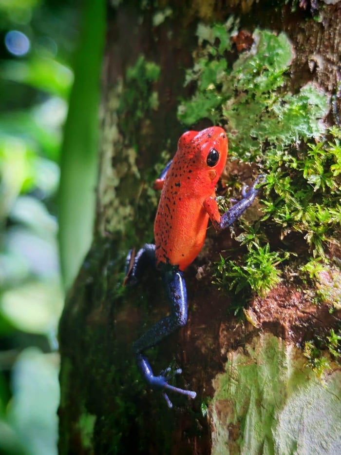 Frog