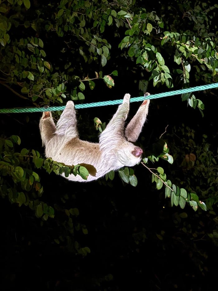Sloth