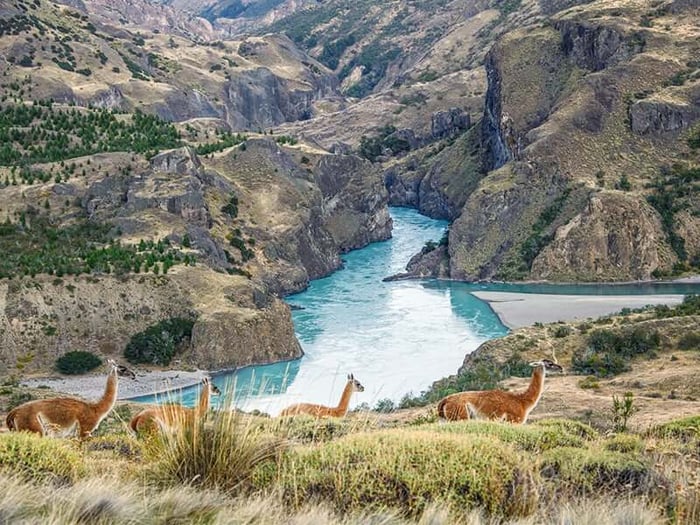 Guanacos, Patagonia National Park
