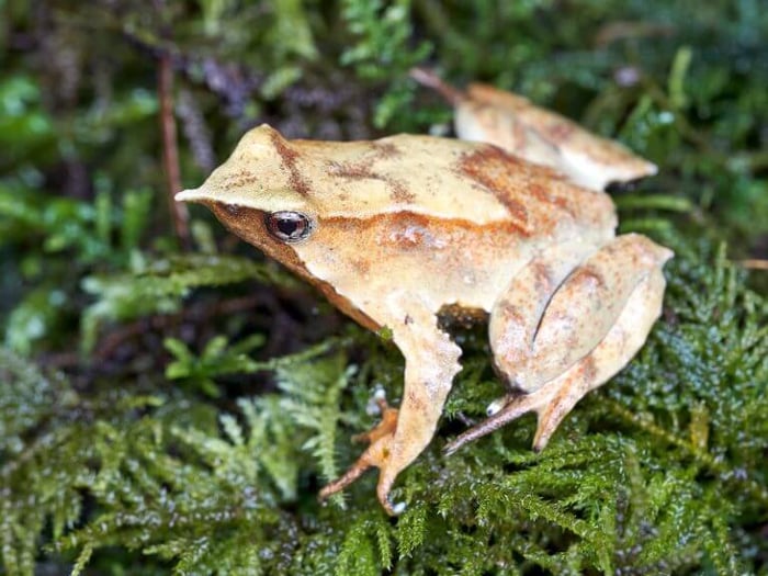 Darwin’s frog