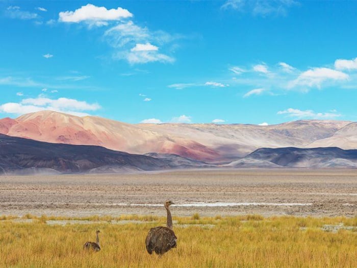 Darwin's Rhea