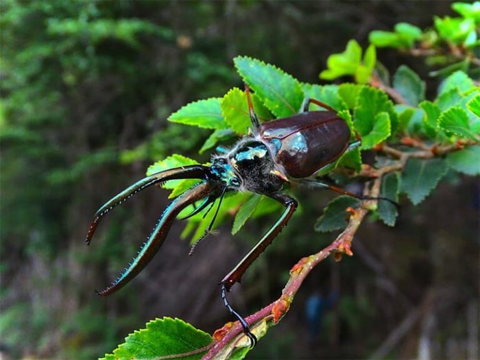The Darwin beetle
