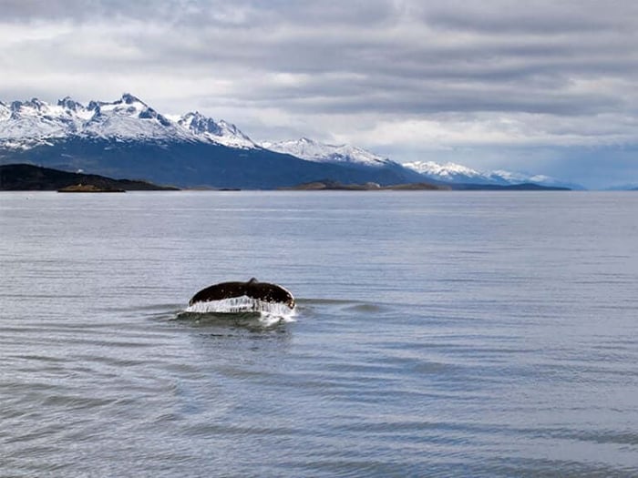 Whale tail in the Beagle Channel