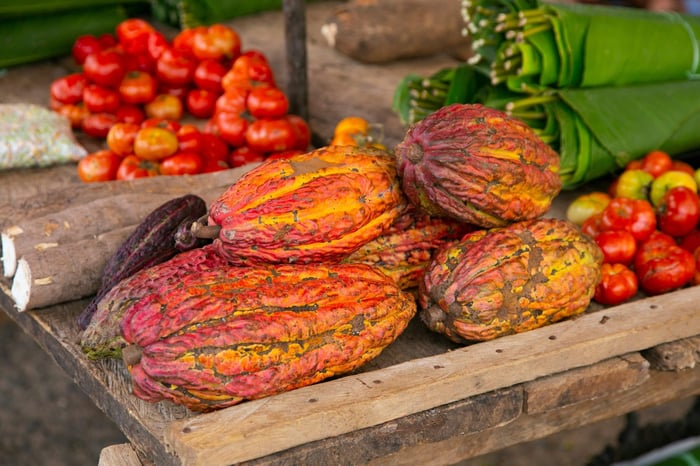 Detail of cocoa pods in an organic cocoa plantation in the Peruvian jungle in the San Martín region, near the city of Tarapoto.