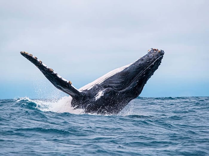 Whale Watching in the Galapagos Islands, Ecuador