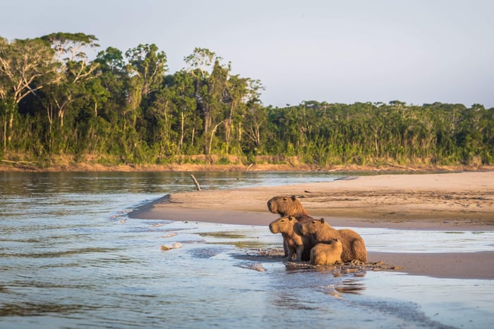 Family of Capybara at the shores of the Amazon rainforest in Manu National Park, Peru