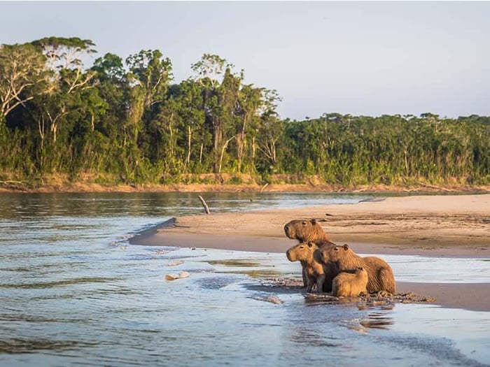 A family of Capybaras on the waters edge