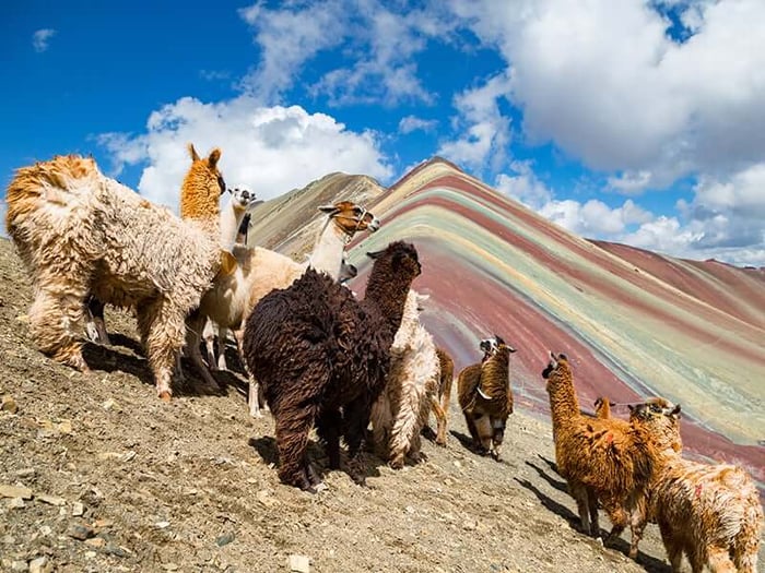 Llamas on Rainbow Mountain