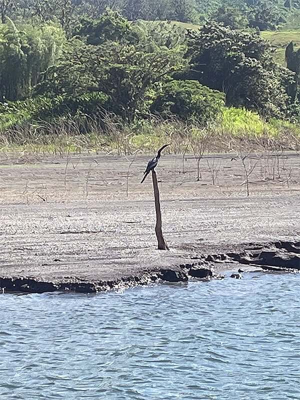 A type of heron perched over the lake snapped by Gaynor