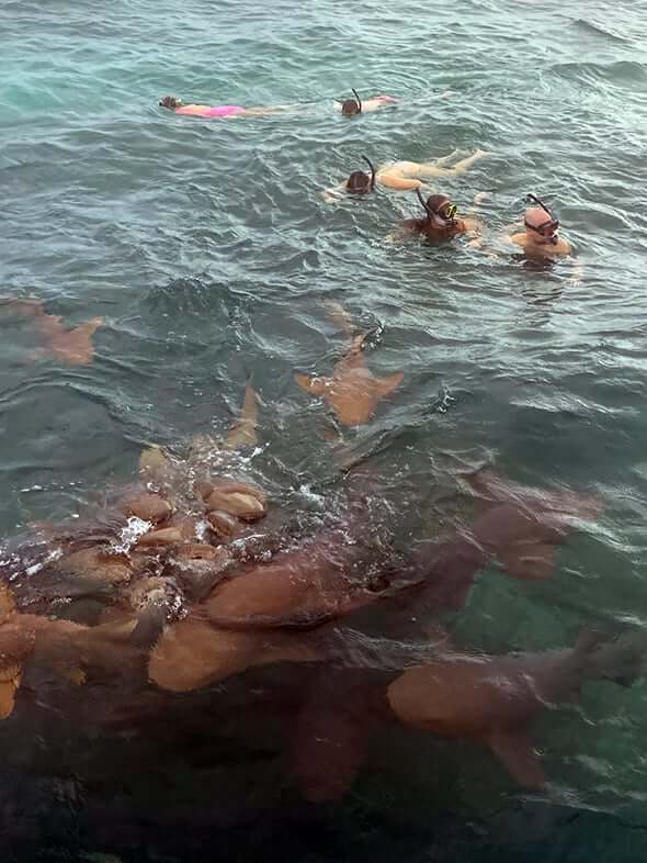 Nurse sharks in Hol Chan Marine Reserve