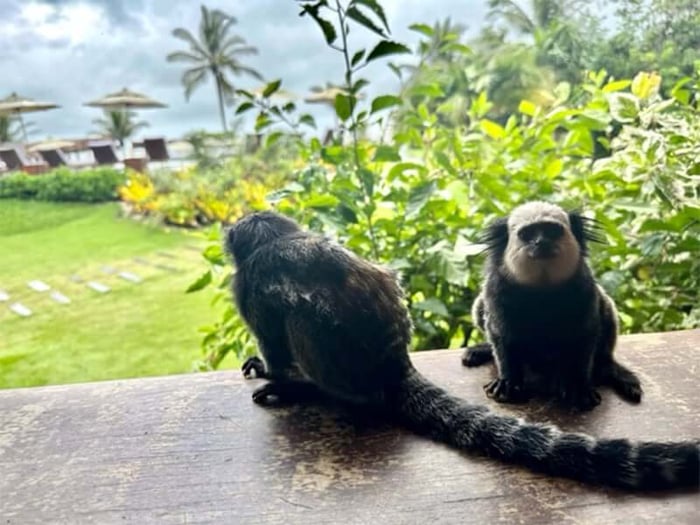 The visiting monkeys